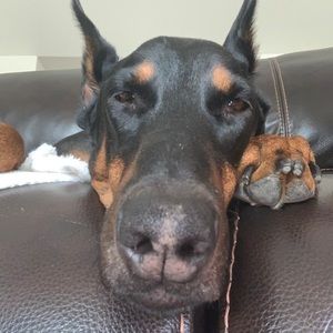 Meet your Posher, Richard